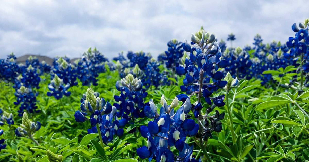 Agentic Edge: Deploying Gemini 3 Nano on Local Hardware with ADK