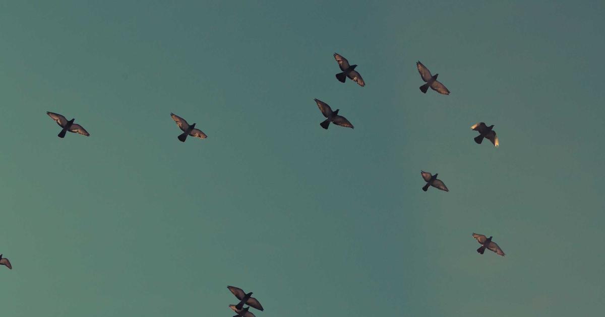 Flutter GenUI SDK: AI-Powered Dynamic UI Generation