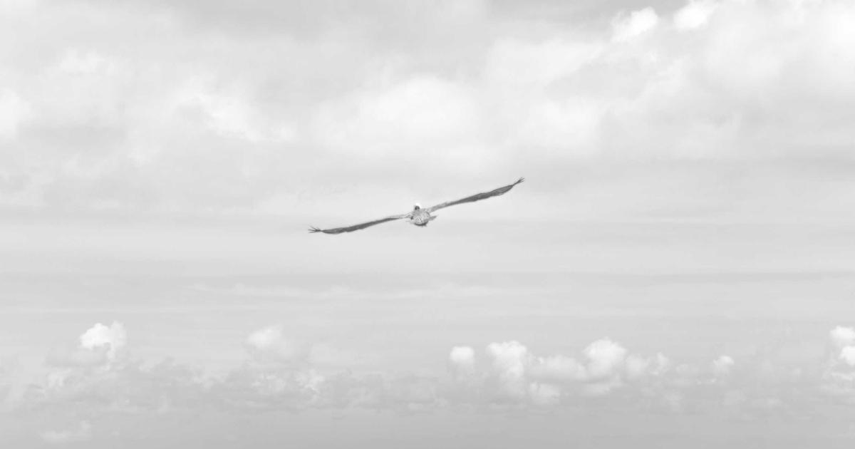 Flutter GPU: The Experimental Graphics API Explained