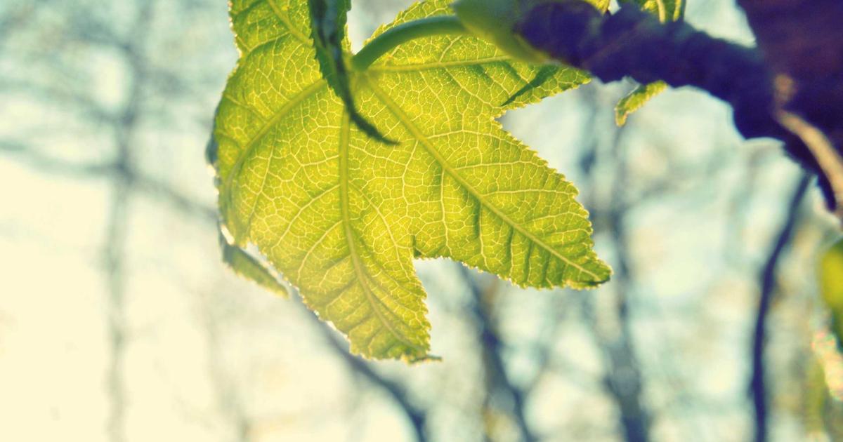 Flutter Internationalization: A Complete Guide to i18n in 2026